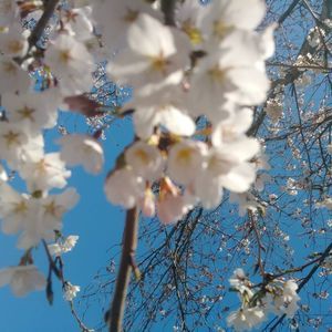 Meet your Posher, Jherica